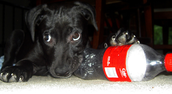 puppy with coke bottle
